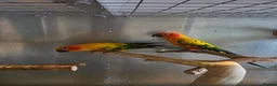 Conures birds for sale: breeding pair of sun counre  - Advert 2