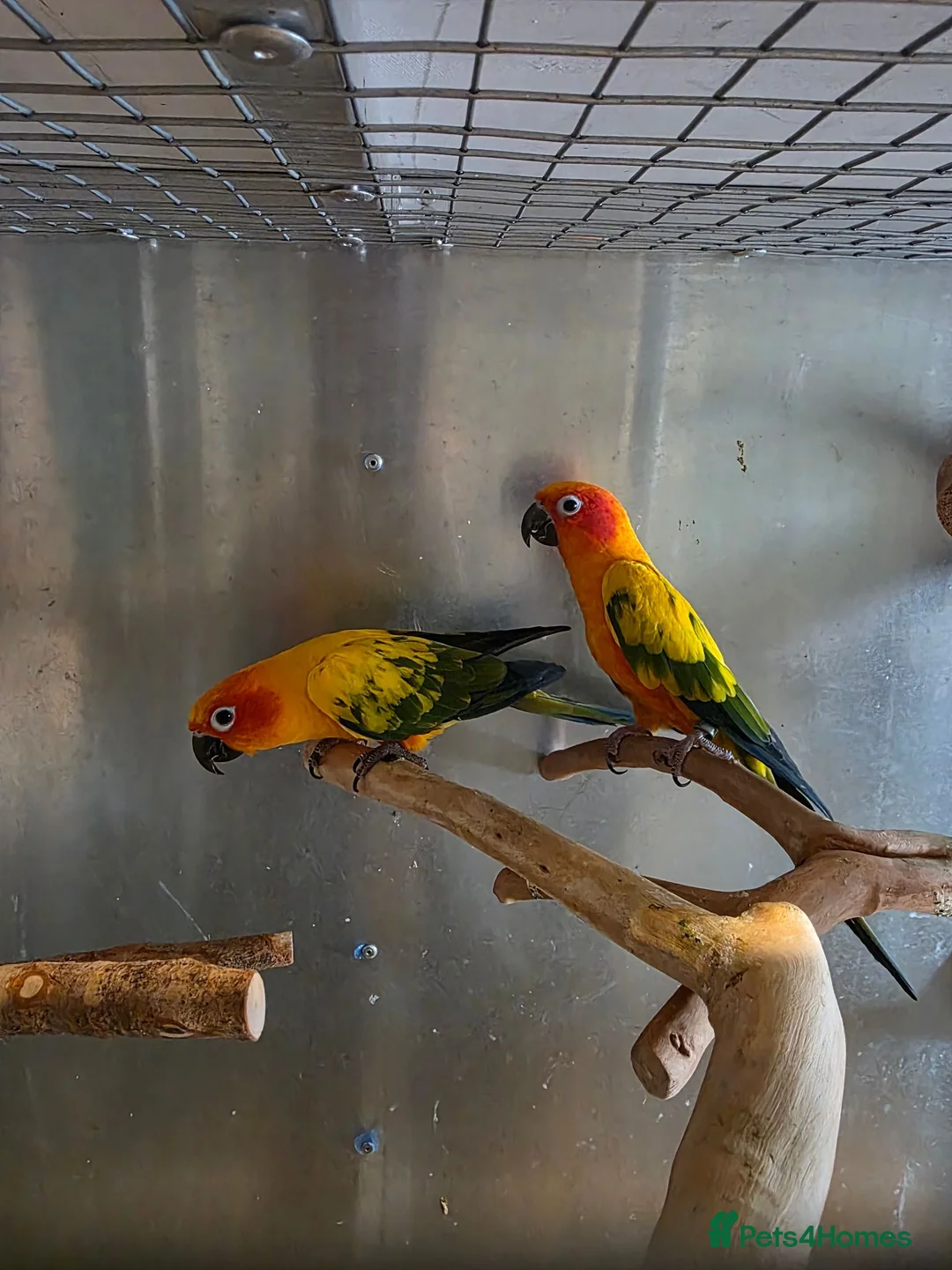Conures birds for sale: breeding pair of sun counre  - Advert 2