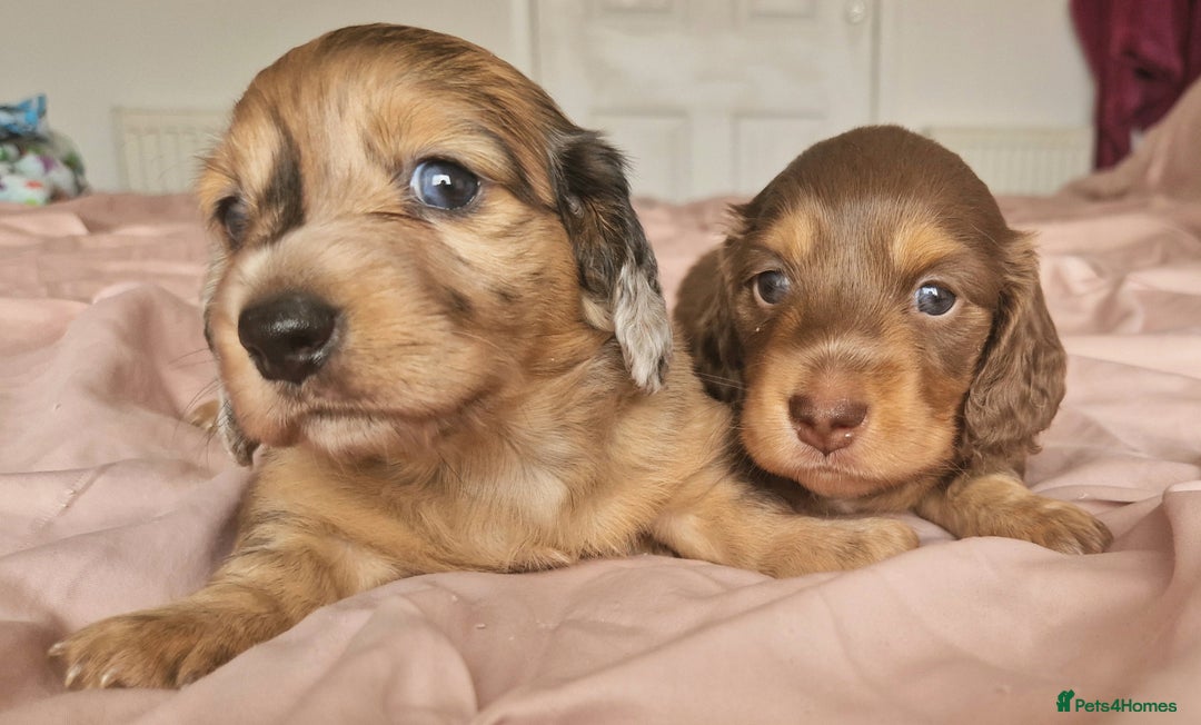 Miniature Dachshund dogs for sale: Long hair minature dachshunds - Image 34