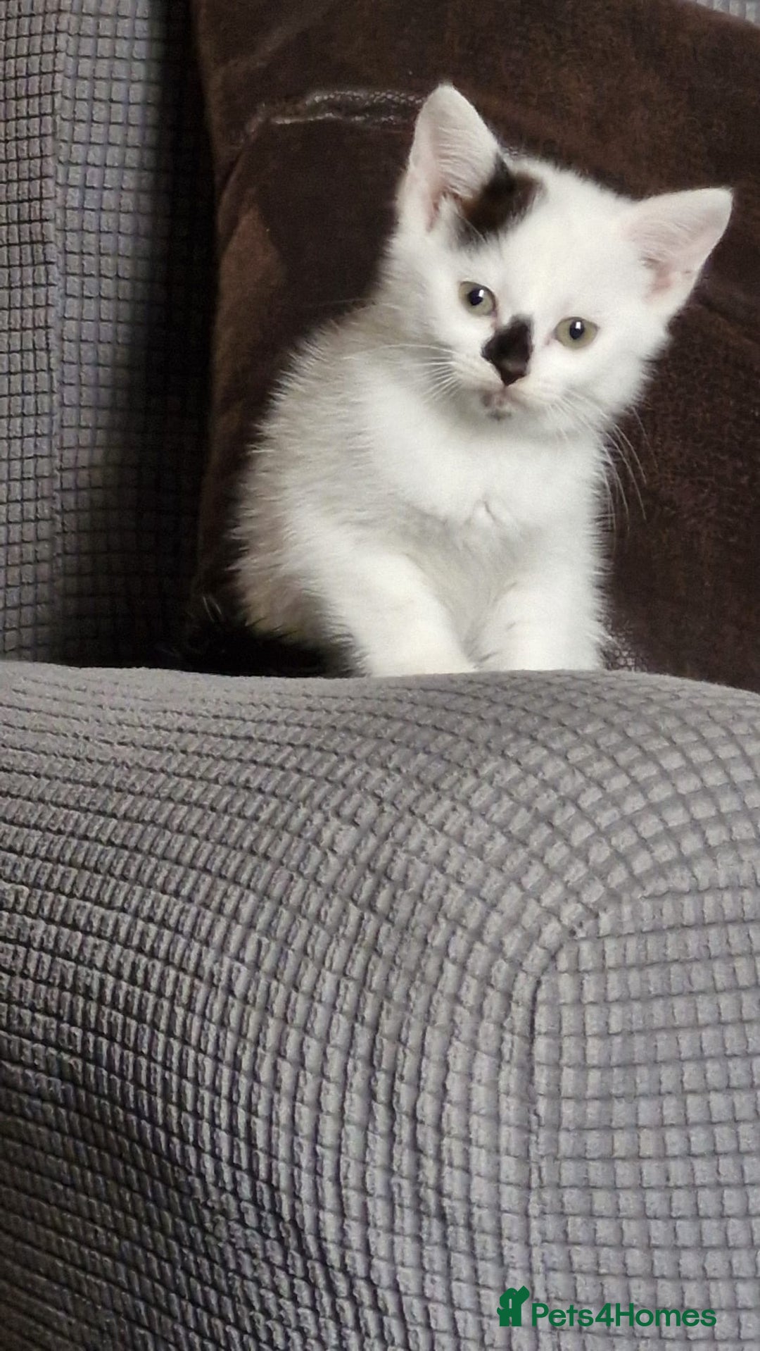 Mixed Breed cats for sale: Rosy looking for a home - Image 4