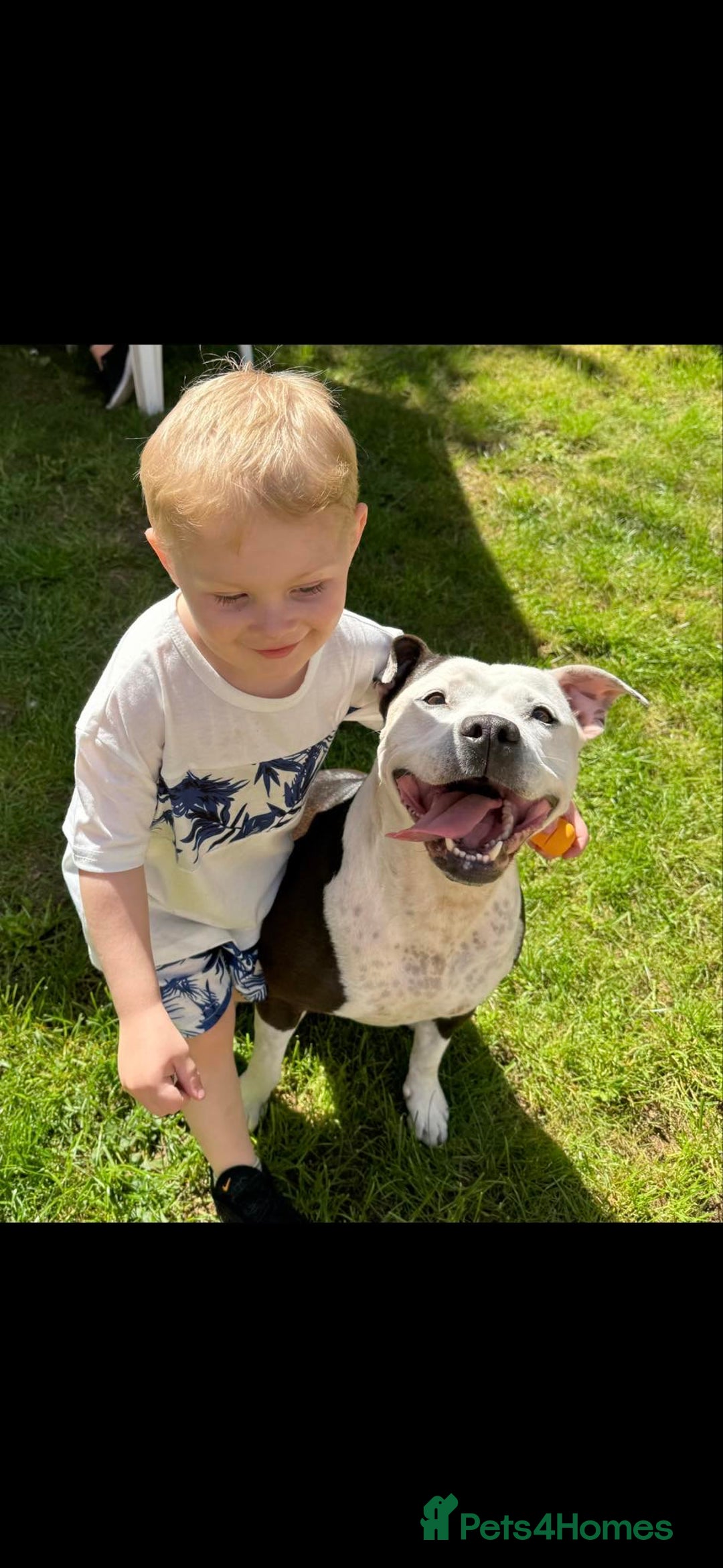 Staffordshire Bull Terrier dogs for sale: Fifi  - Advert 10