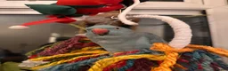 Ringnecks birds for sale: Indian Ringneck Female 1.8 years old in Canterbury - Advert 3