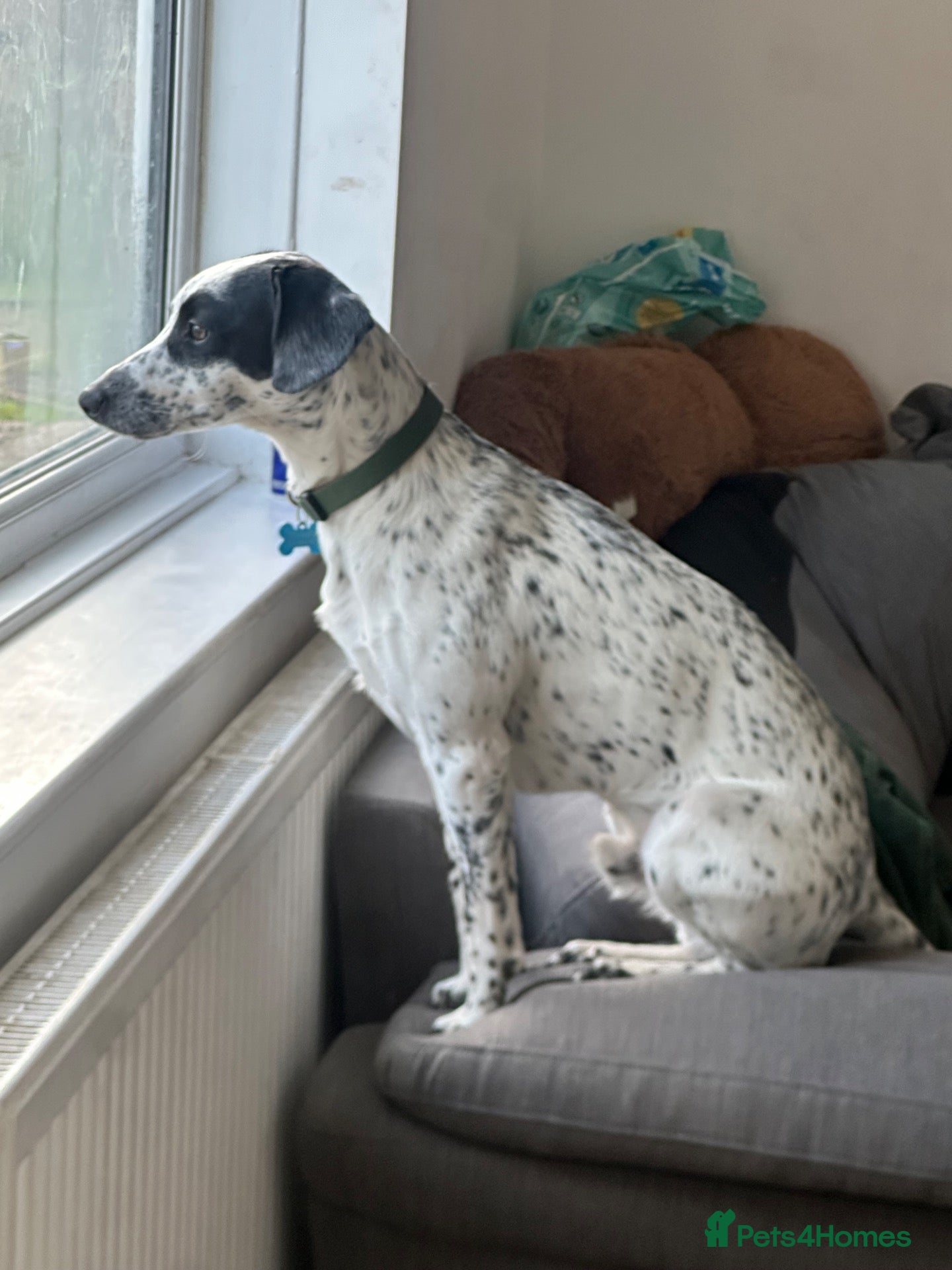 Mixed Breed dogs English Pointer x whippet  - Advert 1