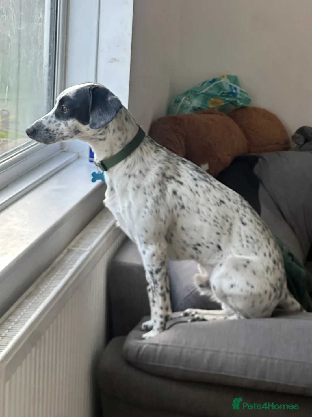 Mixed Breed dogs for sale: English Pointer x whippet  - Advert 1