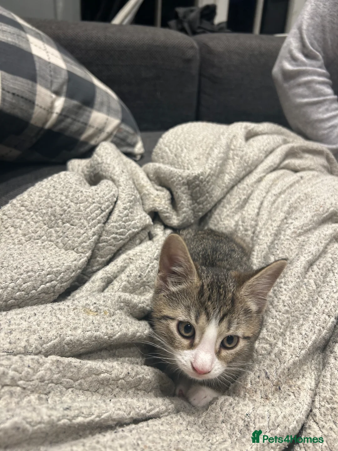 British Shorthair cats for sale: 8 week old tabby female  - Advert 2