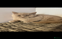 British Shorthair cats for sale: 1 left Stunning British shorthair kittens - Image 9