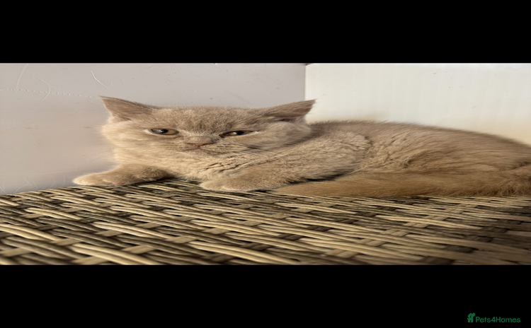British Shorthair cats - Advert 9
