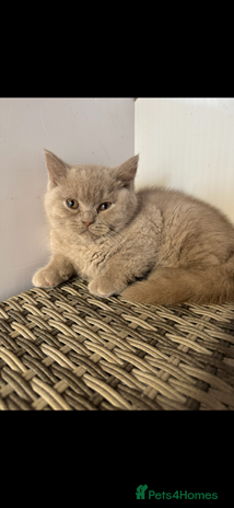 British Shorthair cats - Advert 9