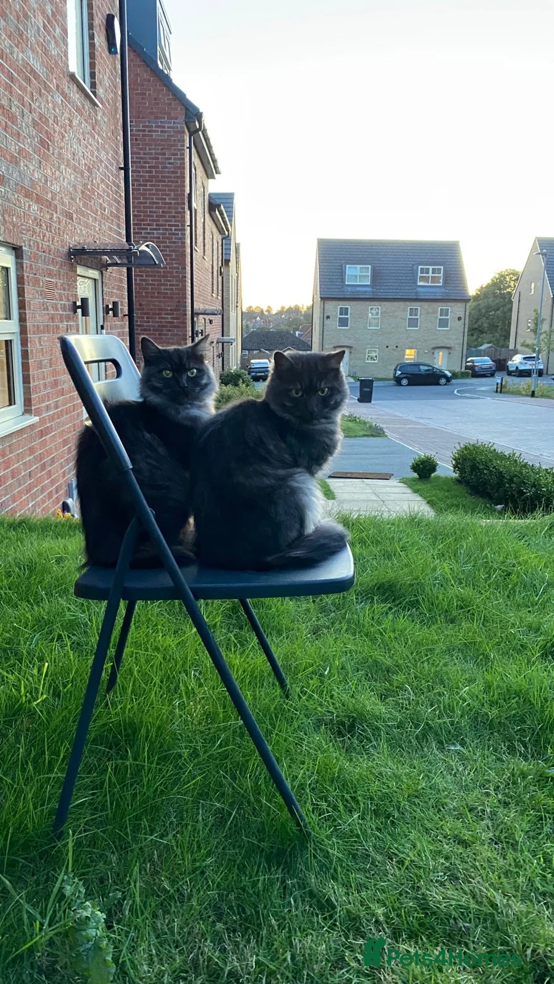 Nebelung cats for sale: 2 cat  in Leeds - Advert 1