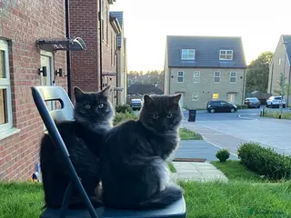 Nebelung cats 2 cat - Advert 1