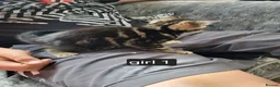 Mixed Breed cats for sale: 3 beautiful kittens looking for there new home - Advert 8