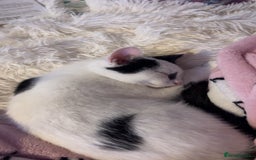 Mixed Breed cats for sale: 4 beautiful black and white kittens - Image 2