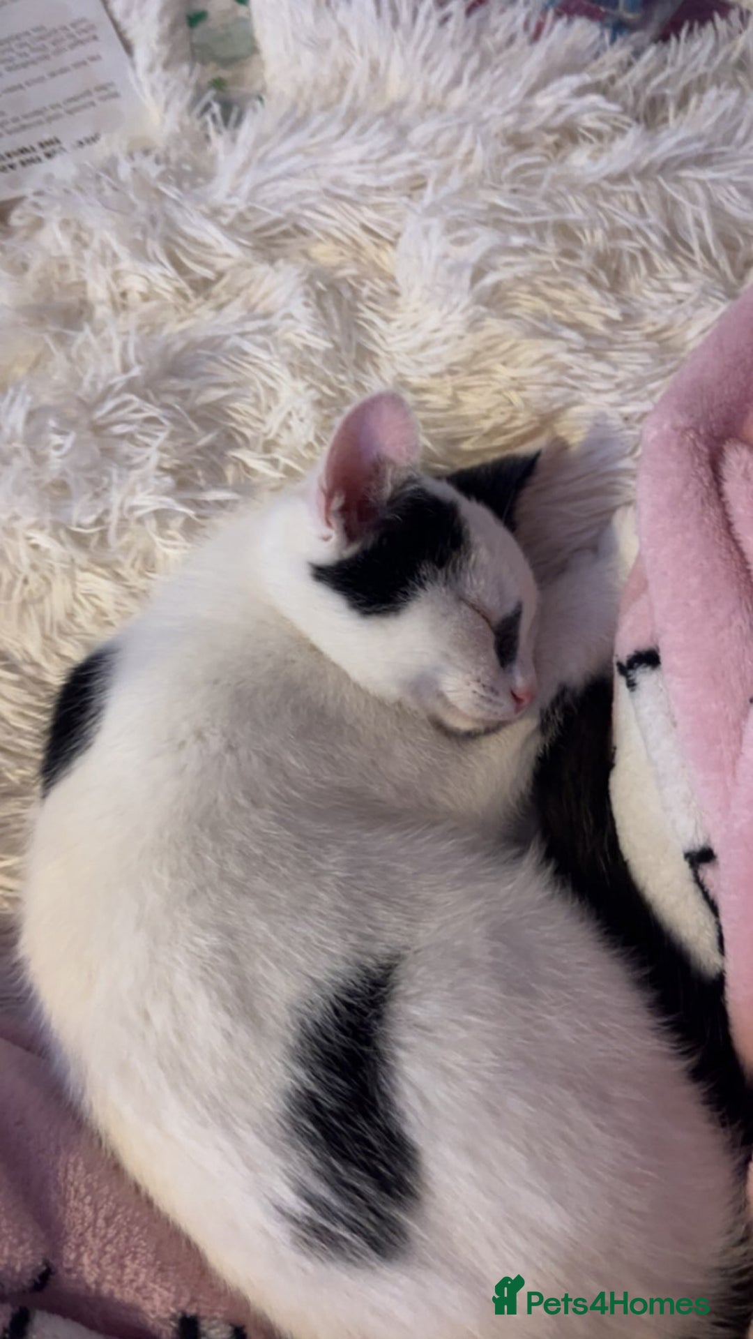 Mixed Breed cats for sale: 4 beautiful black and white kittens - Image 2