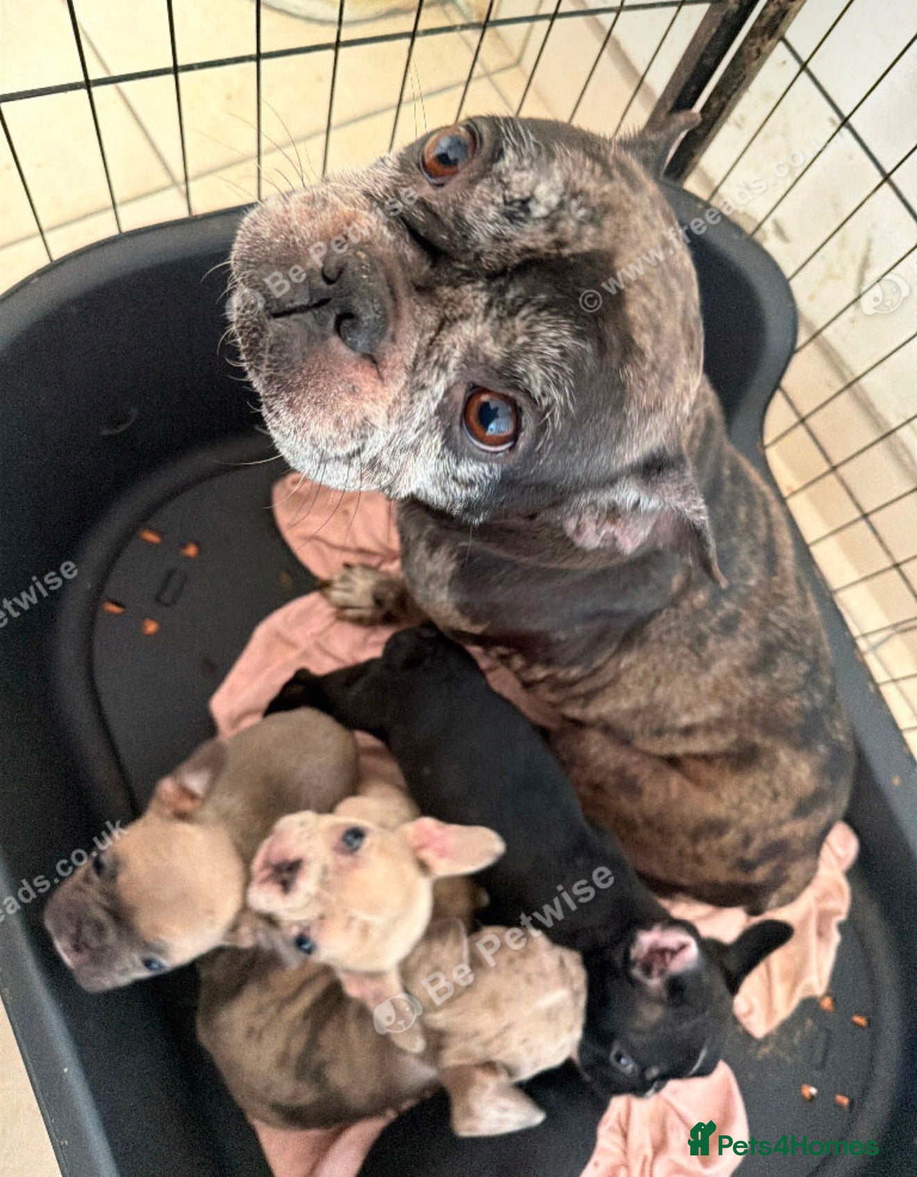 French Bulldog dogs for sale: French bulldog puppies  - Advert 1