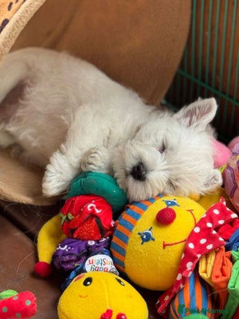 West Highland Terrier dogs - Advert 3