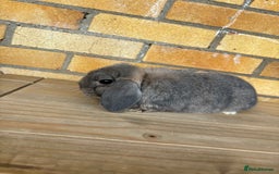 Mini Lop rabbits for sale: 2 Mini lop  - Image 7