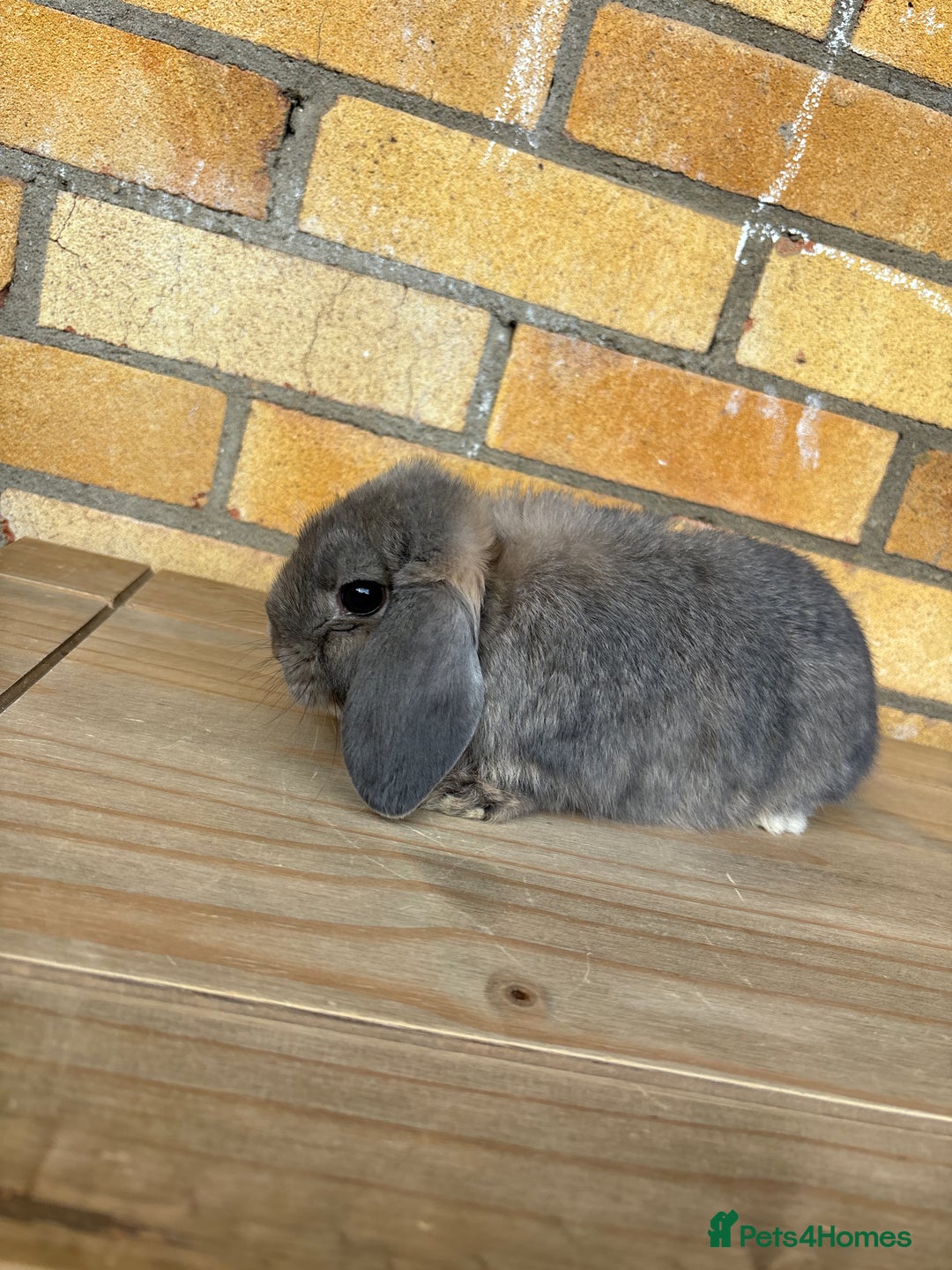 Mini Lop rabbits for sale: 2 Mini lop  - Image 7