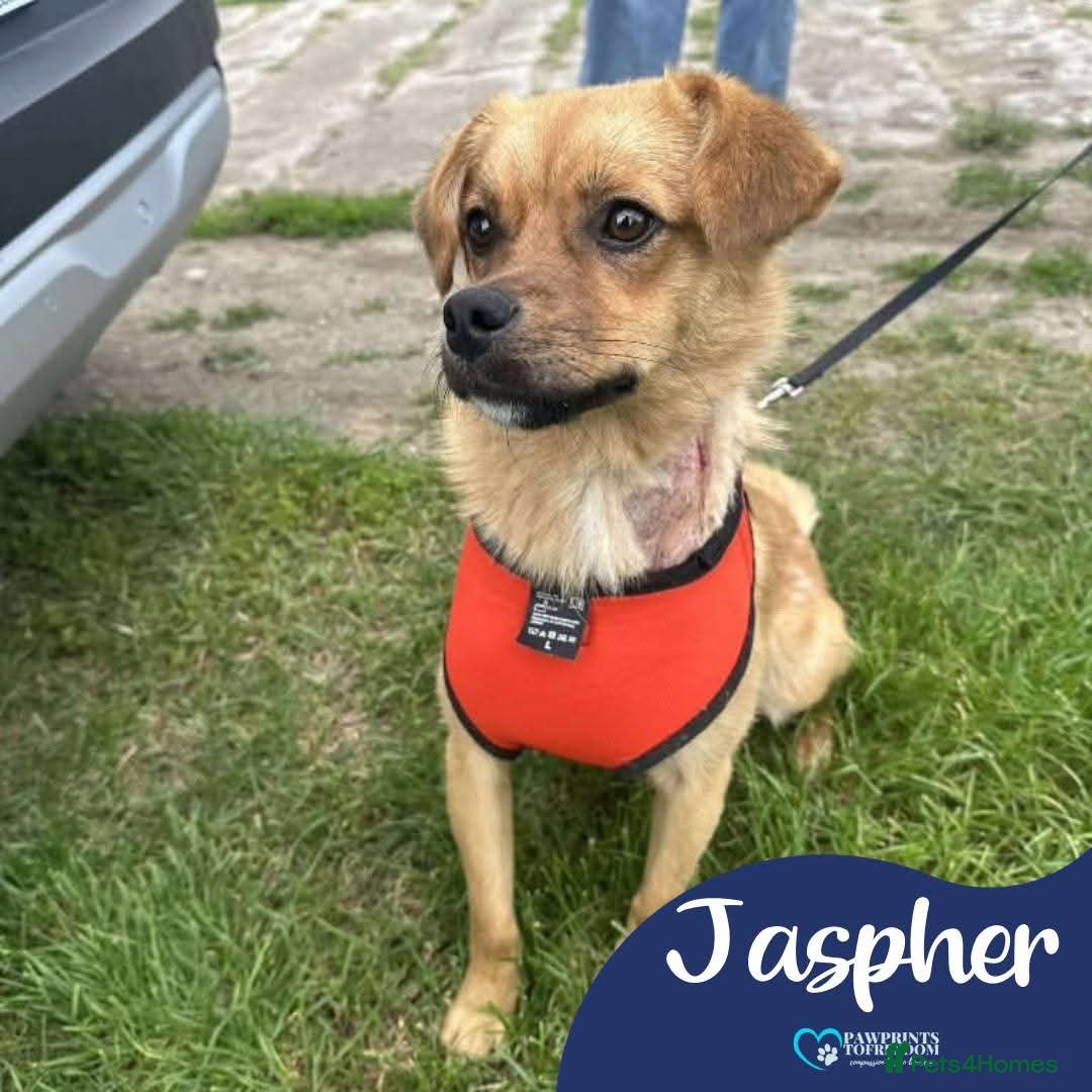 Mixed Breed dogs for adoption: Meet Jaspher, currently residing in Derbyshire  - Advert 1