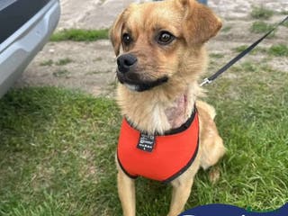 Mixed Breed dogs Meet Jaspher, currently residing in Derbyshire - Advert 12