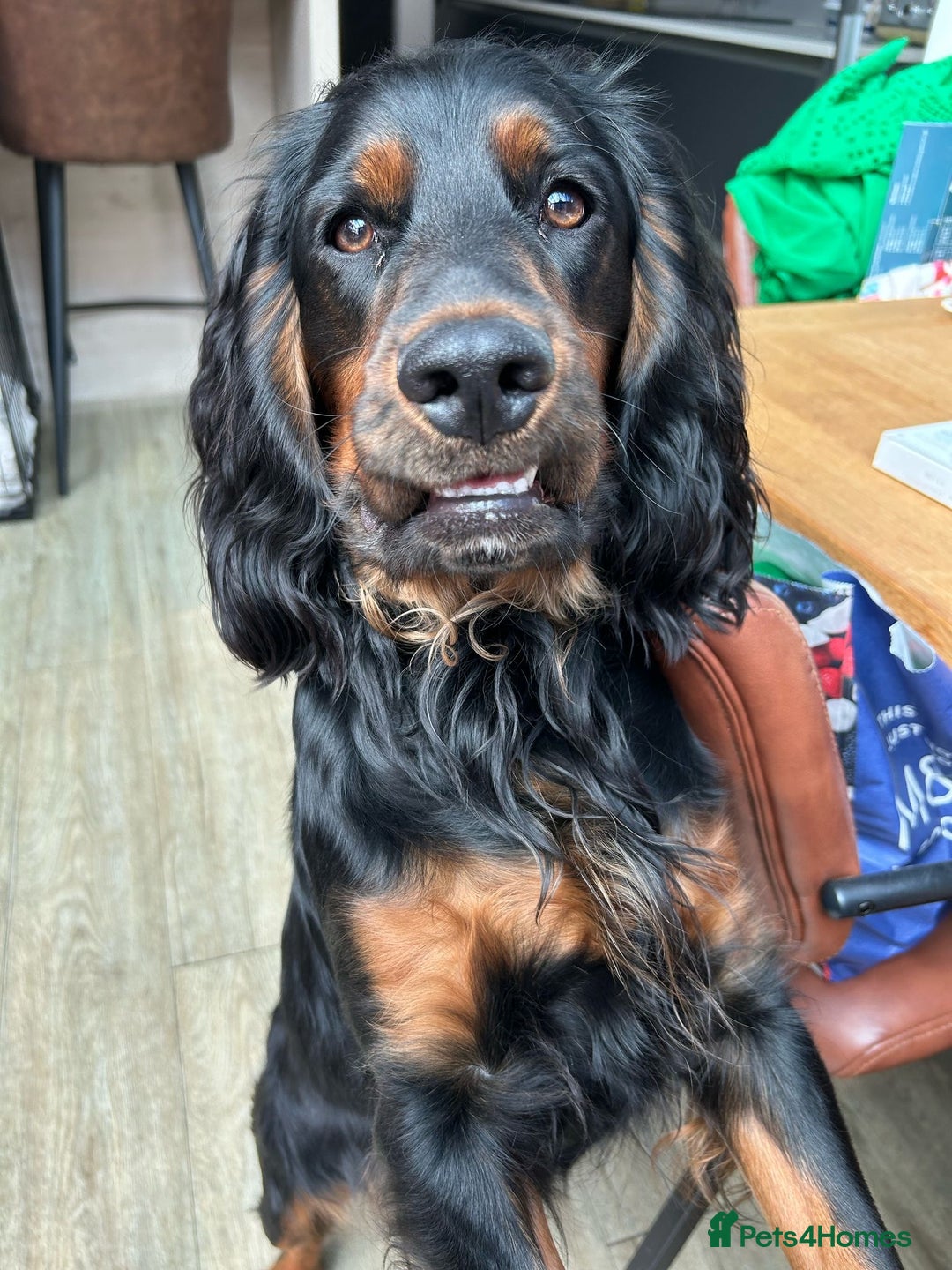 Cocker Spaniel dogs for stud: Black and tan Cocker Spaniel for stud - Image 6