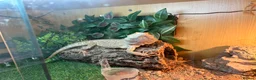 Bearded Dragon reptiles for sale: 2 year old Bearded Dragon for sale in Cannock - Advert 4