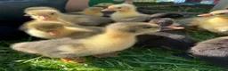 Ducks poultry for sale: Ducklings, goslings and chicks  - Advert 9