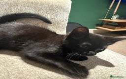Mixed Breed cats for sale: 2 Lovely kittens ready for new homes  - Image 7