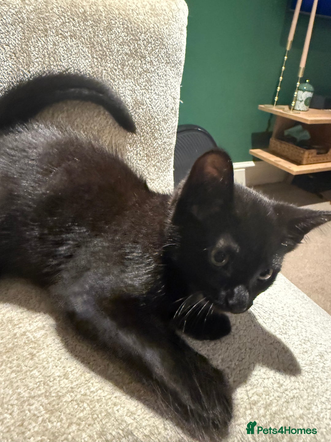 Mixed Breed cats for sale: 2 Lovely kittens ready for new homes  - Image 7