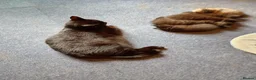 Mixed Breed cats for sale: Kittens - Advert 2