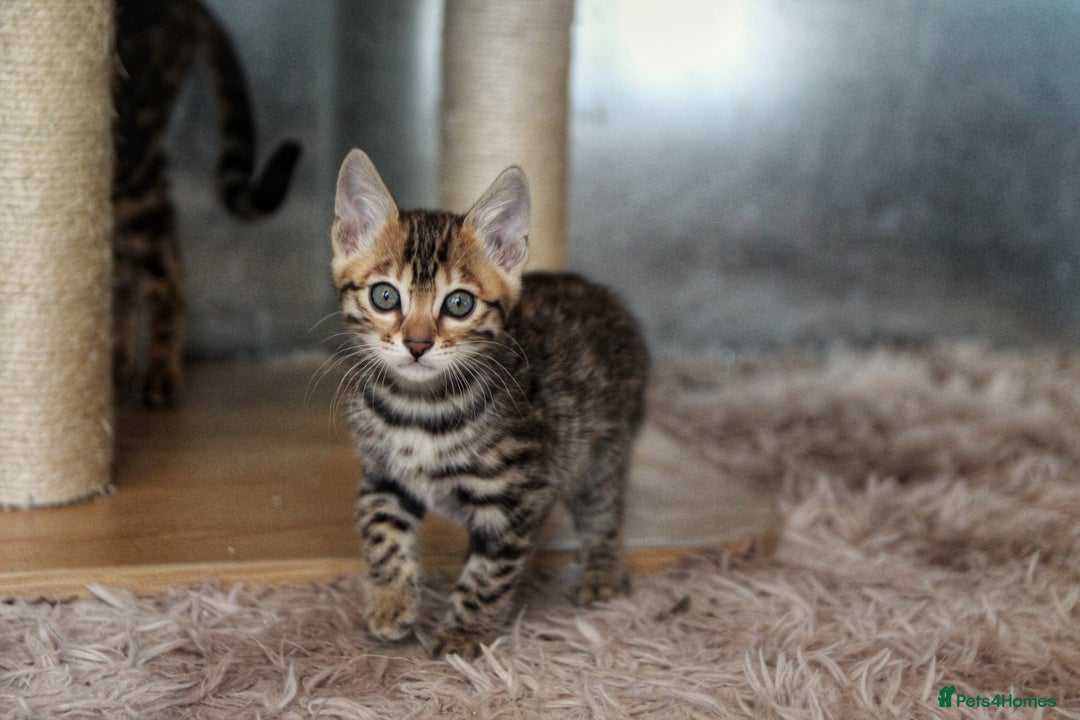 Bengal cats for sale: 🤎 WORLD CLASS BENGAL KITTENS 🤎 - Image 2
