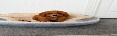 Cavapoo 4