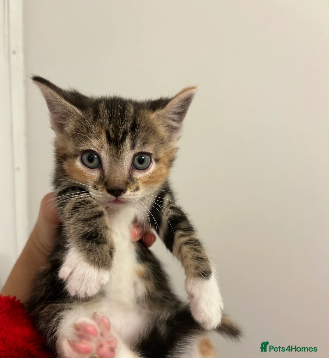 Mixed Breed cats for sale: Cute kittens ready to go open to offers  - Advert 2