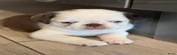 Pug dogs for sale: Beautiful Exotic Pug Puppies - Advert 10