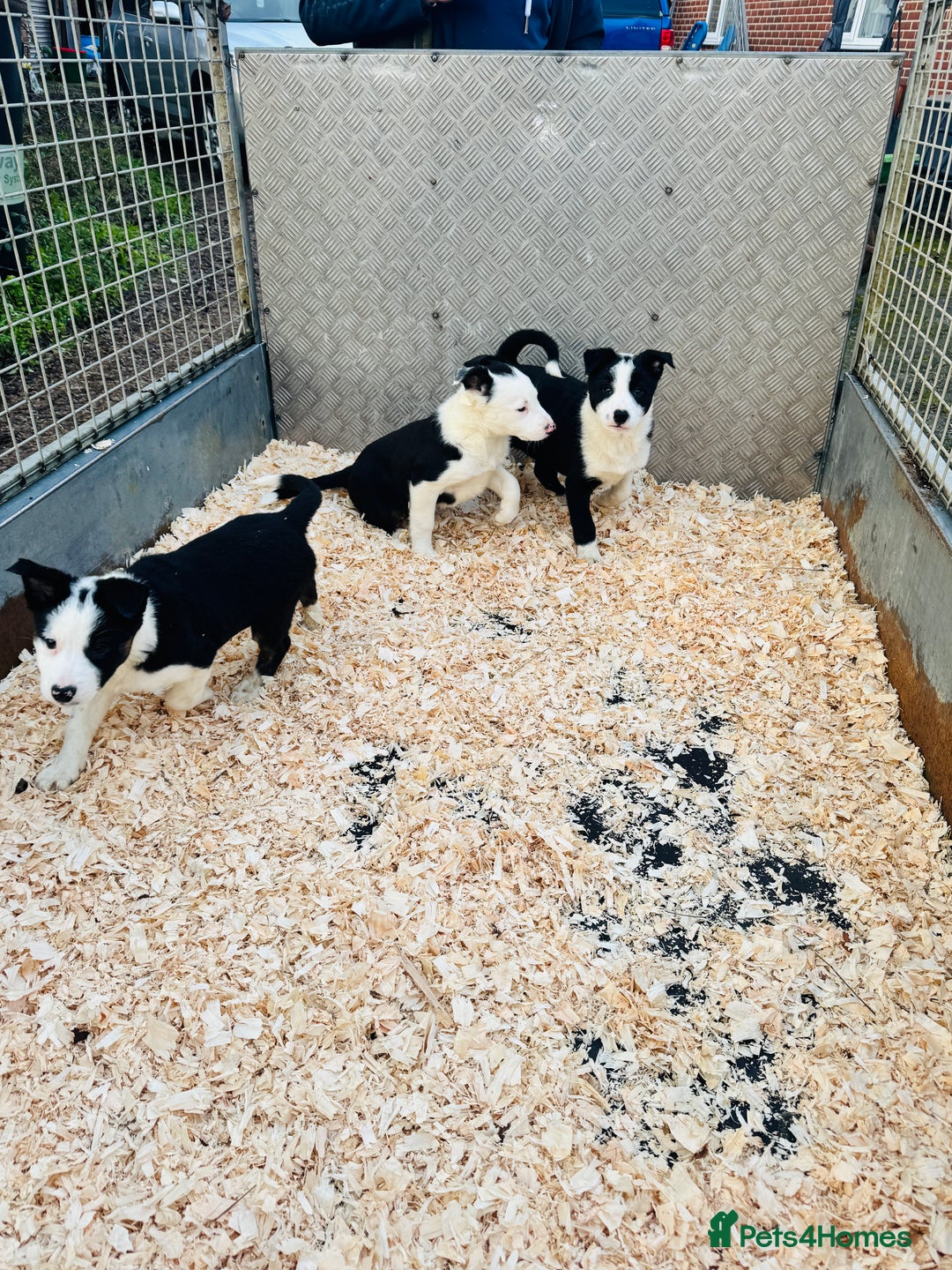 Border Collie dogs for sale: READY NOW border collie puppies one girl two boys  - Advert 6