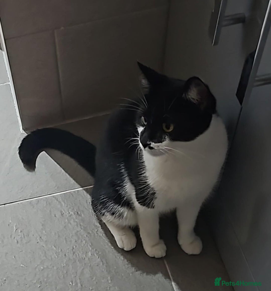 Mixed Breed cats for sale: Two amazing cats for adoption/sale - Image 2