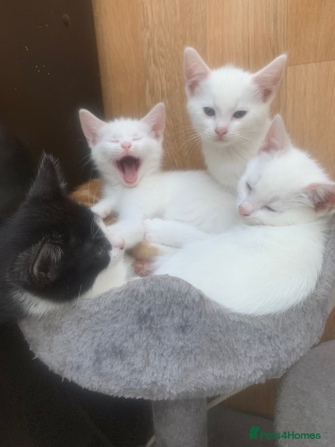 Mixed Breed cats for sale: Last two cuddly kittens - Image 14