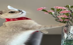 Scottish Fold cats for sale: Scottish Straight Boy - Image 11