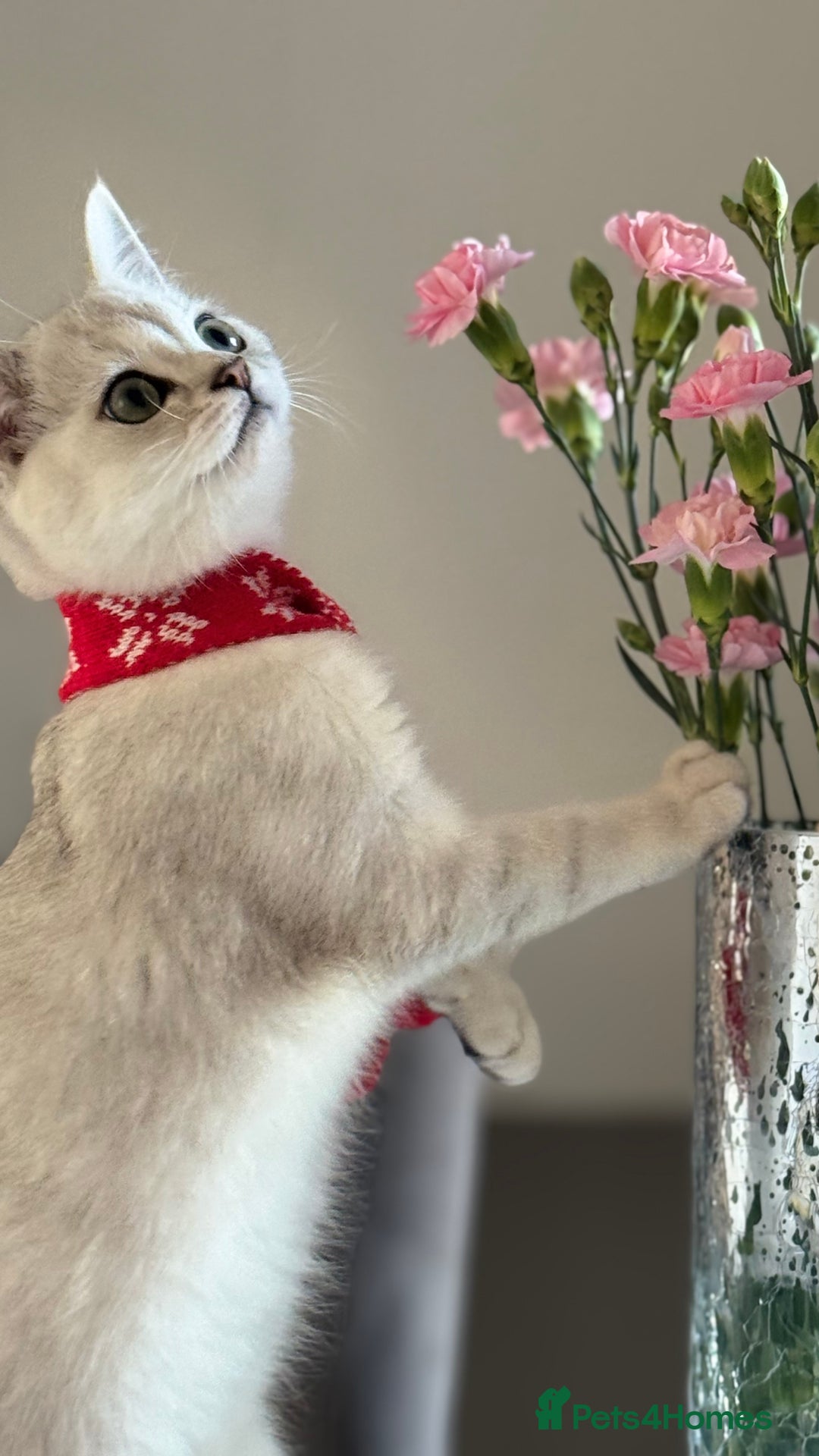 Scottish Fold cats for sale: Scottish Straight Boy - Image 11