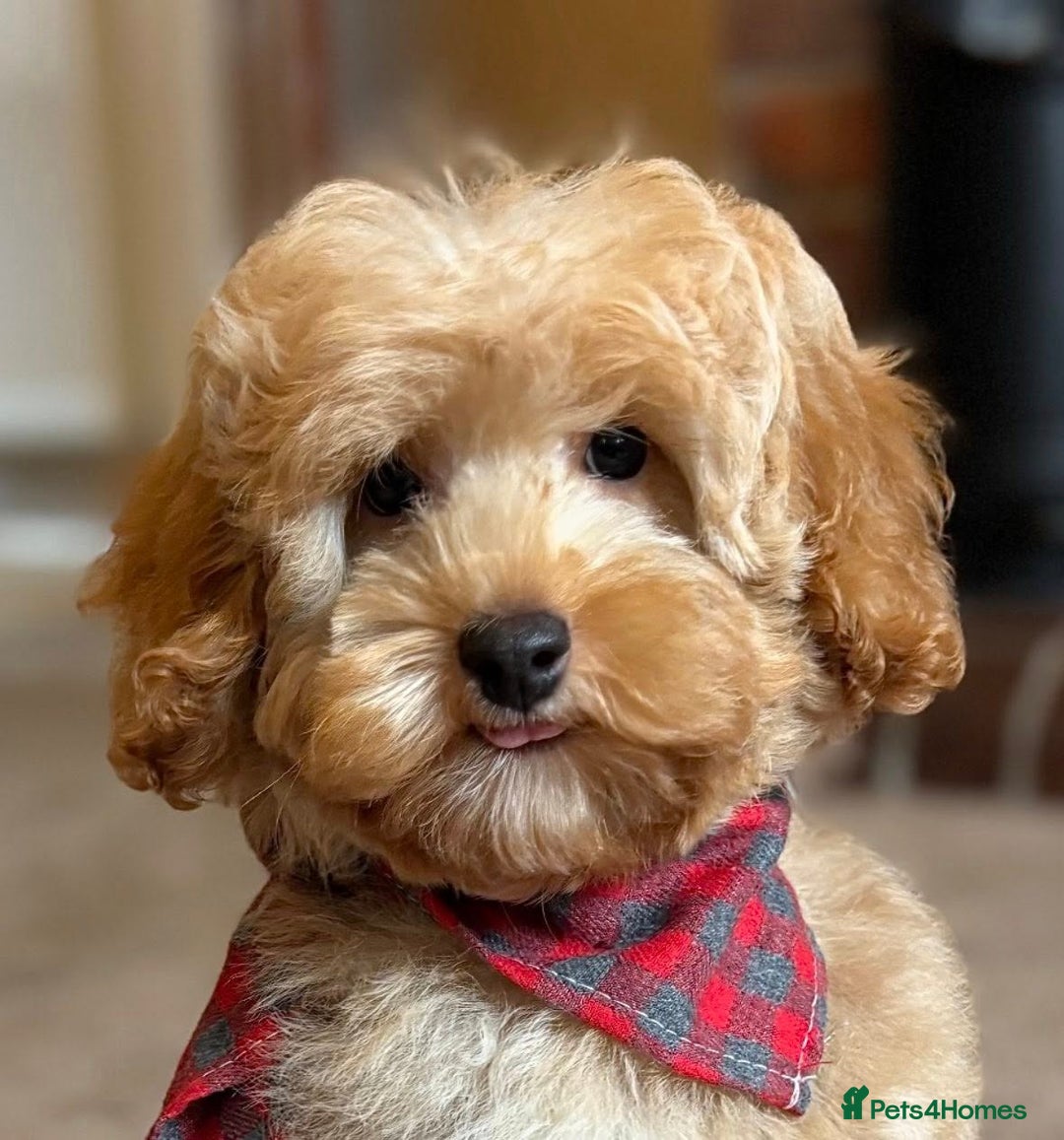 Cockapoo dogs for sale: Barnaby F1b Golden Cockapoo Boy - Ready Now  - Image 3