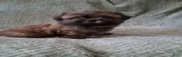 Malshi dogs for sale: Malshi 2 boys puppies - Advert 11