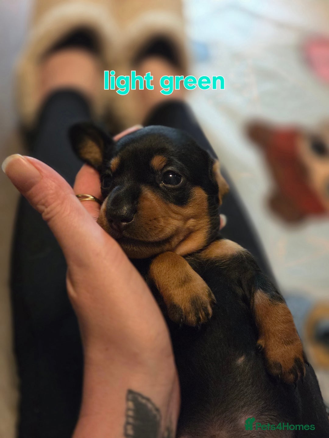Miniature Dachshund dogs for sale: Only 4 beautiful miniature dachshund puppies - Advert 15