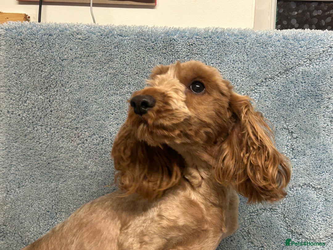 Cockapoo dogs for sale: 2 adorable cockapoo puppies - Advert 7