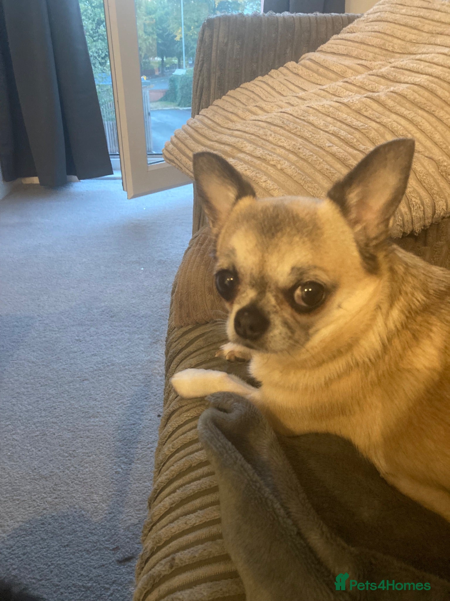 Chihuahua dogs Chihuahua for rehoming  - Advert 1