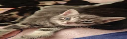 Mixed Breed cats for sale: 4 kittens  - Advert 1