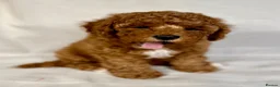Cavapoo dogs for sale: F1B Toy Cavapoo health tests boutique home breeder - Advert 7