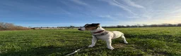 Jack Russell dogs for sale: Rehoming my young Jack Russell terrier, Daisy - Advert 1