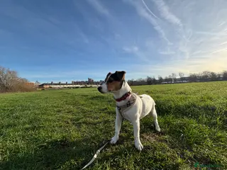 Jack Russell dogs Rehoming my young Jack Russell terrier, Daisy - Advert 2