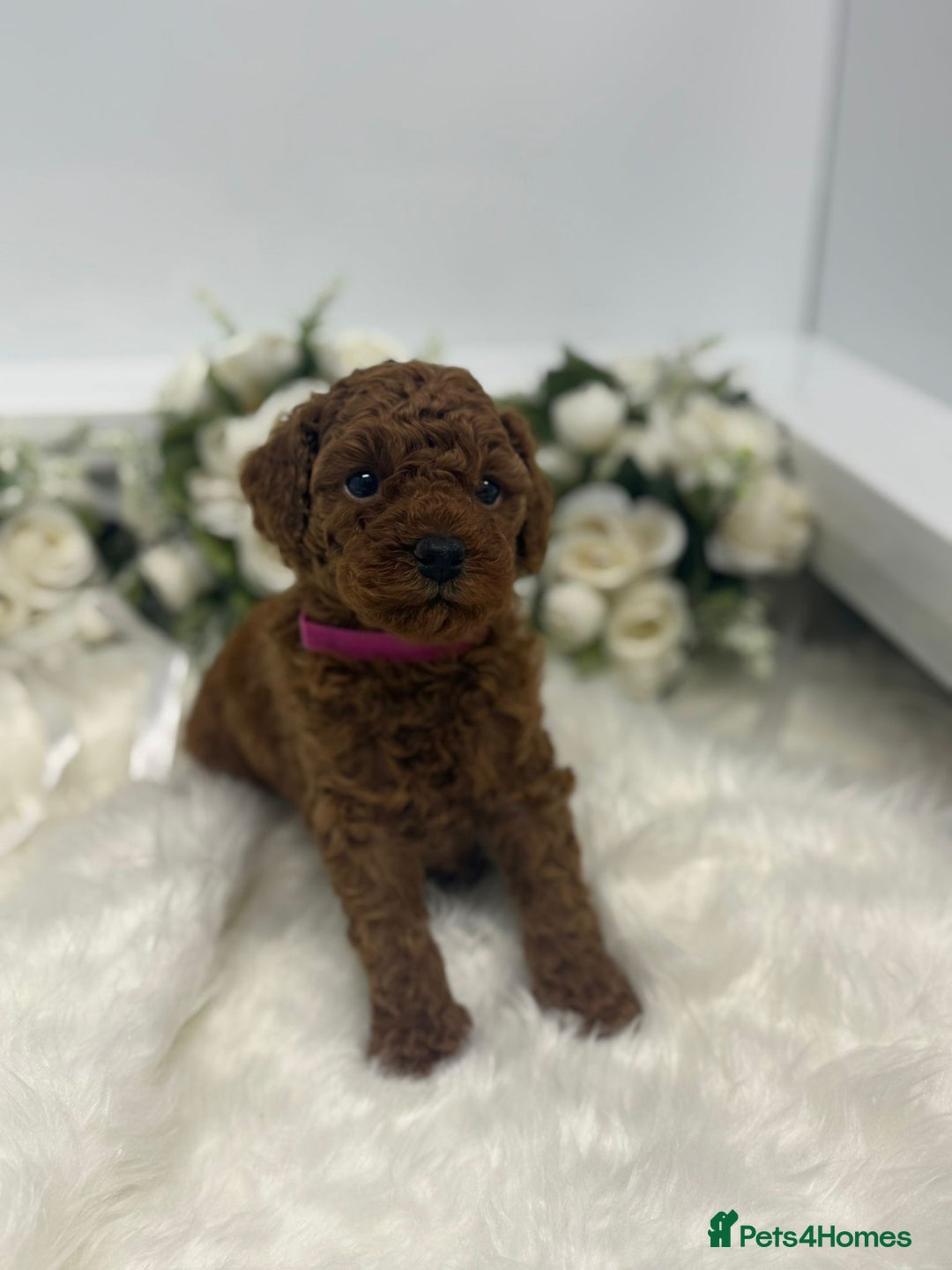 Toy Poodle dogs for sale: Toy poodle puppies  - Advert 4