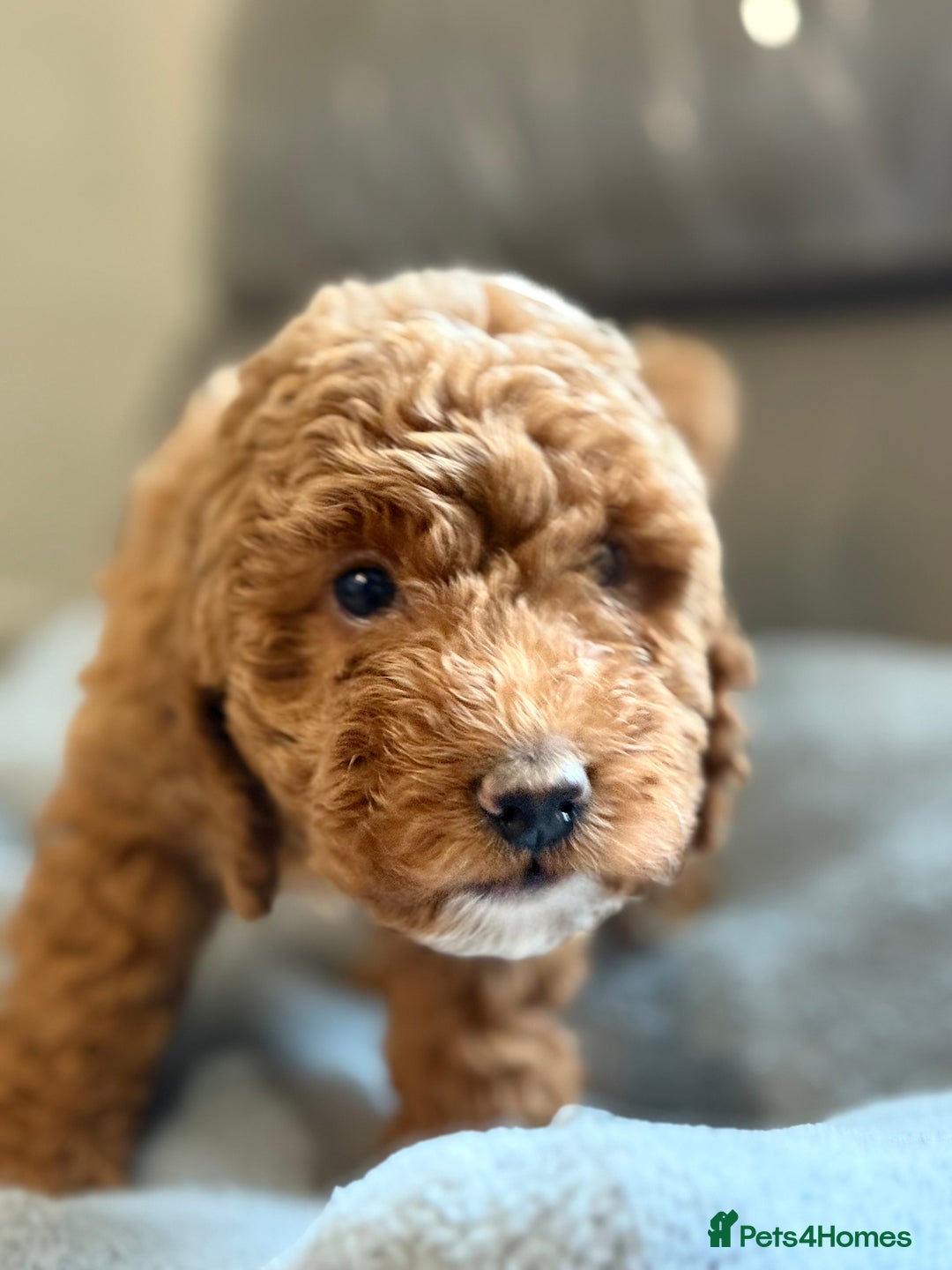 Cockapoo dogs for sale: STUNNING TOP-QUALITY COCKAPOO PUPPIES RARE COLOURS - Advert 10