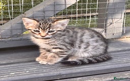 Savannah cats for sale: Savannah Kittens - Image 10